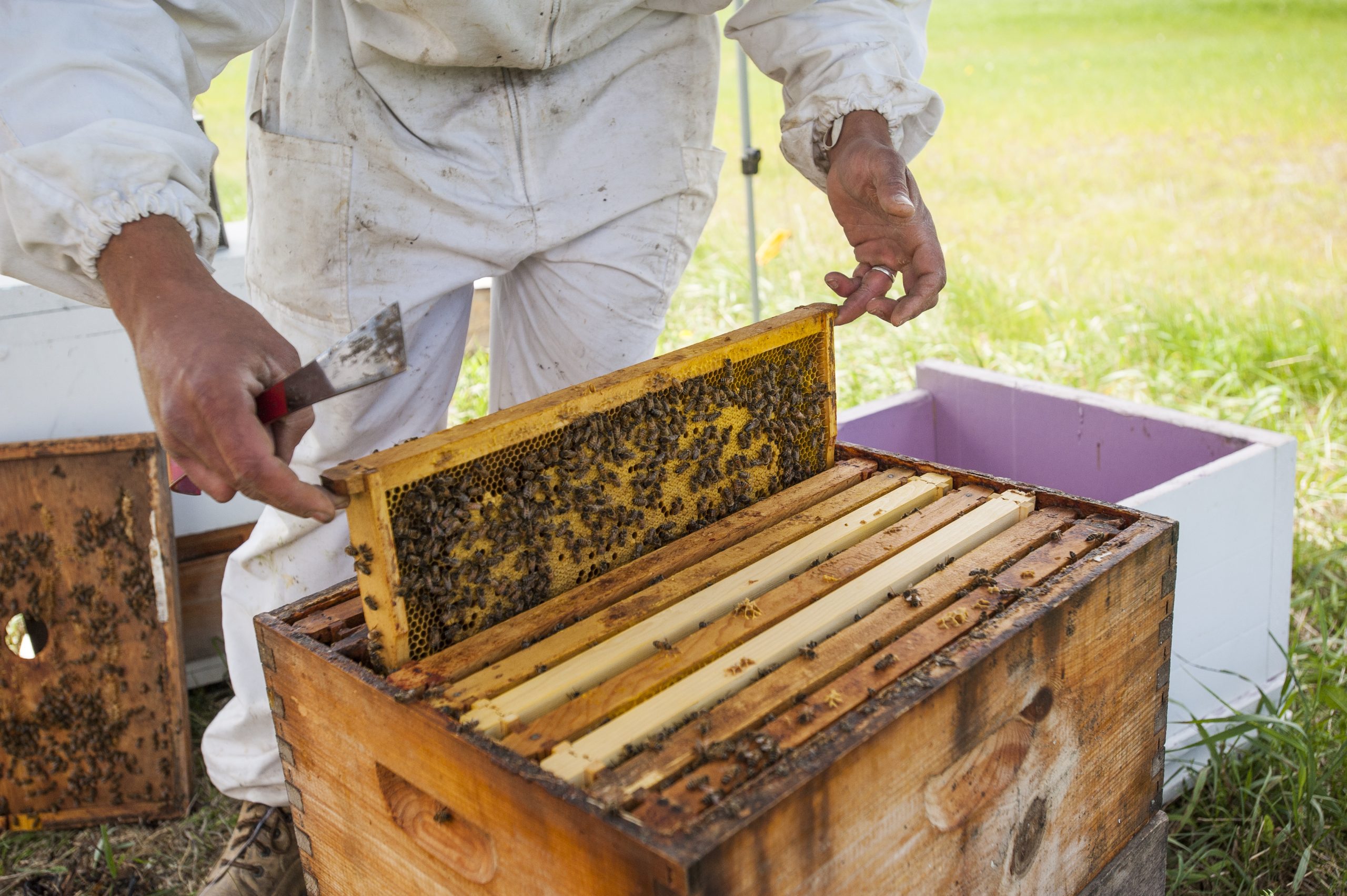 Une ruche d'abeilles de la Miellerie de la Grande Ourse située dans la MRC d'Amos-Harricana.